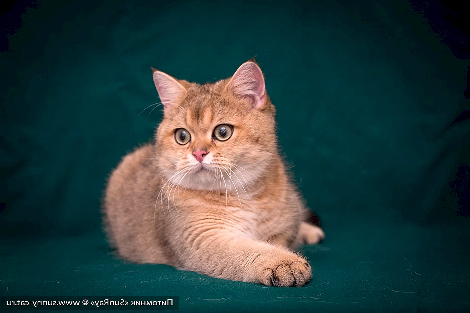 Британская прямоухая кошка рыжая