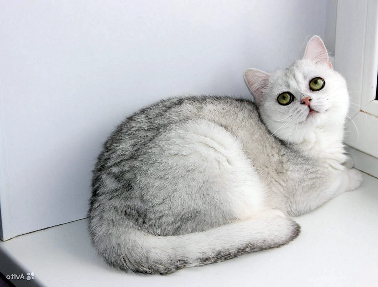 Британская серебристая шиншилла кошка
