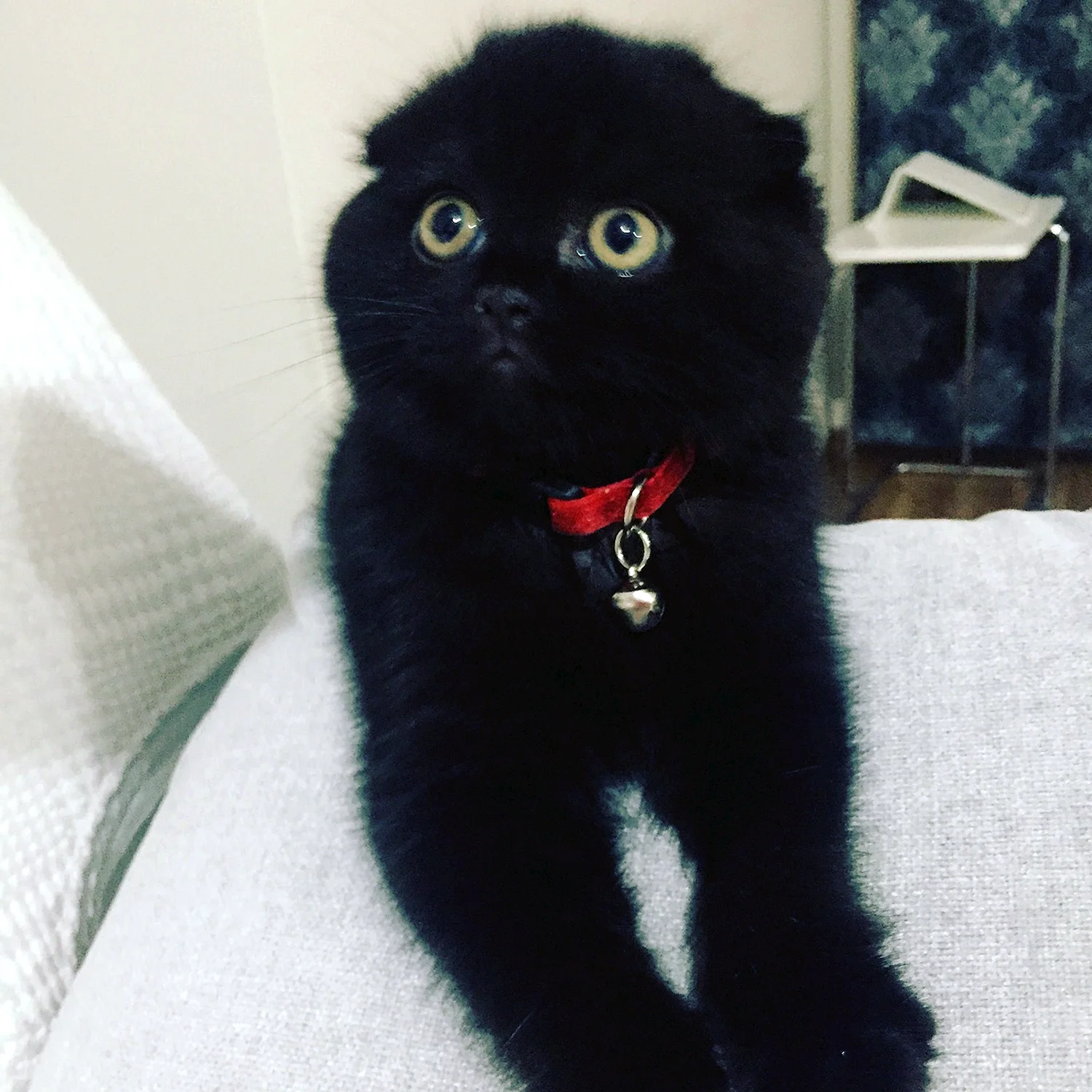 Британская вислоухая кошка черная