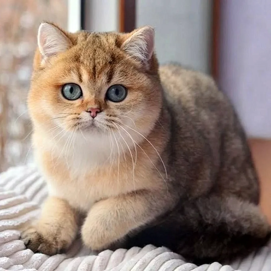 Шотландская кошка золотая шиншилла (48 лучших фото)