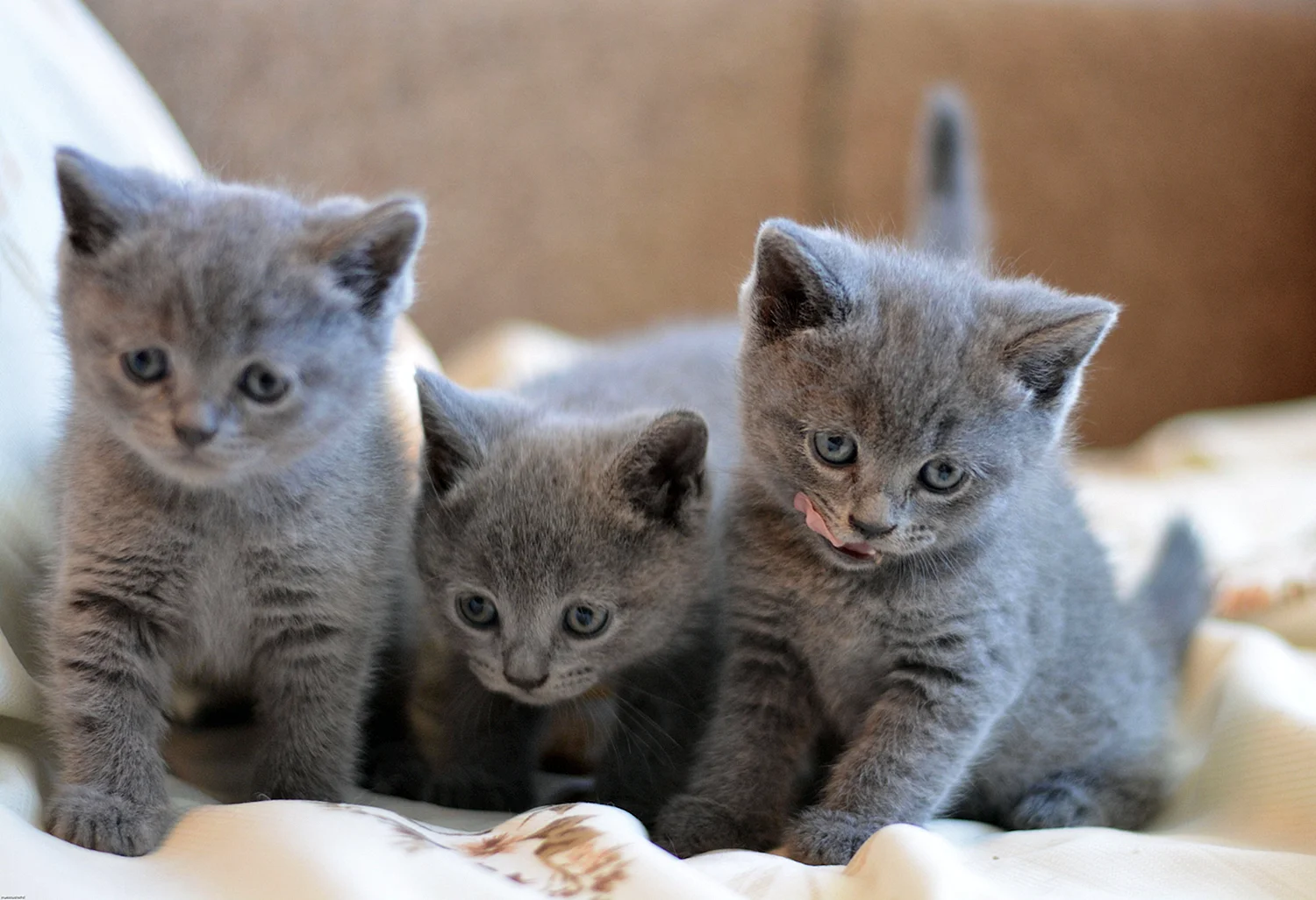 Британские голубые котята с мамой