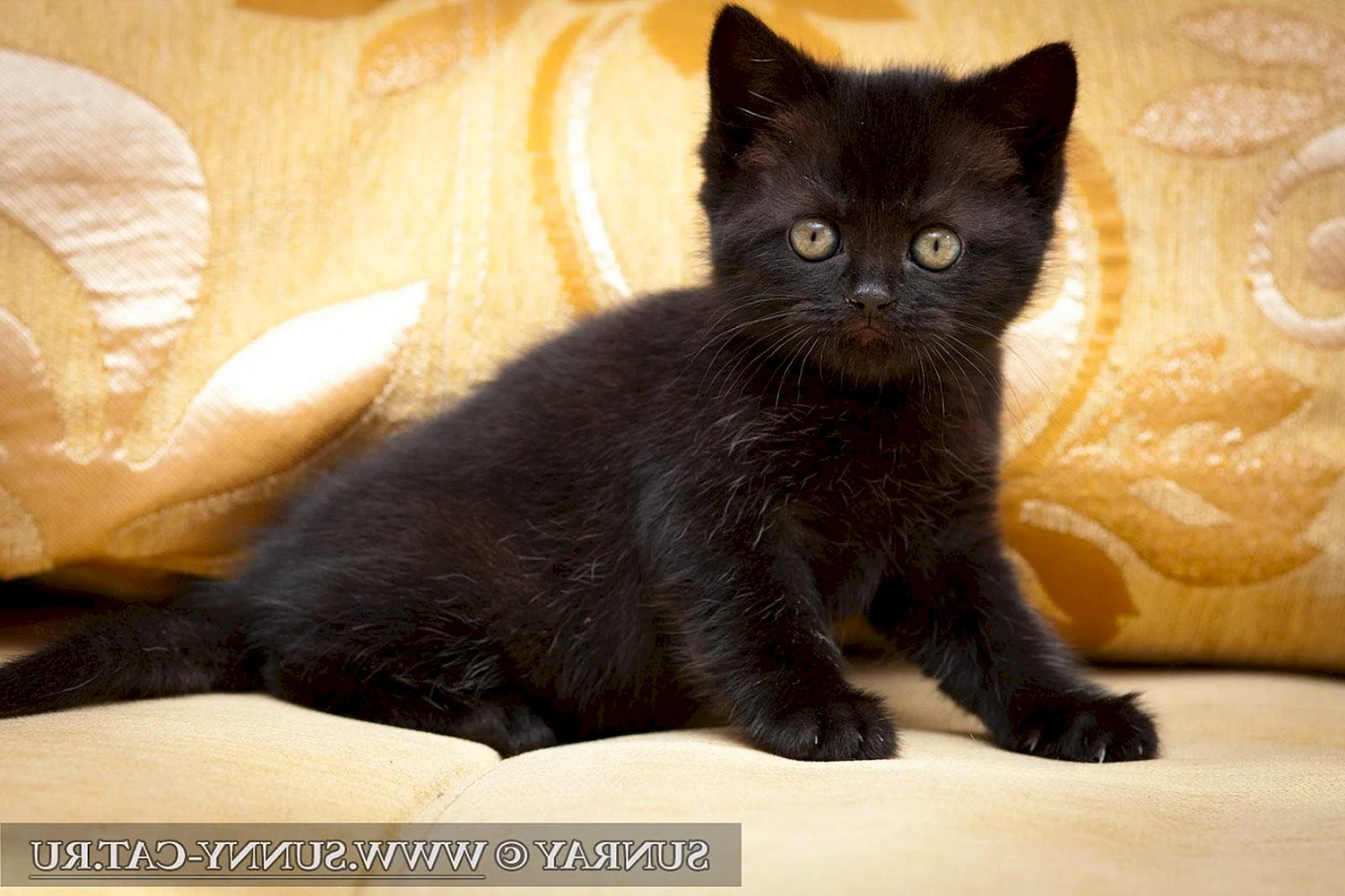 Британские котята черные