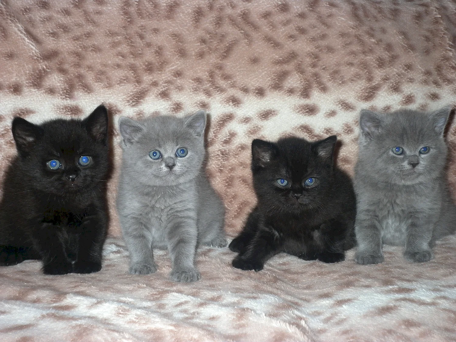 Британские котята прямоухие серые черные