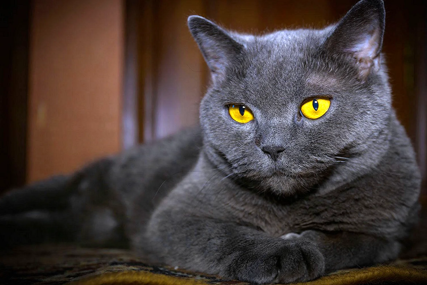 Британские коты с желтыми глазами