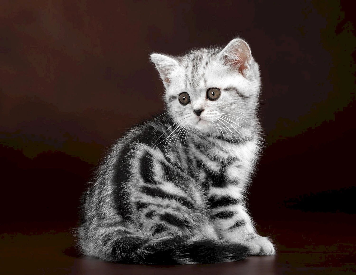 Британские мраморные котята фото
