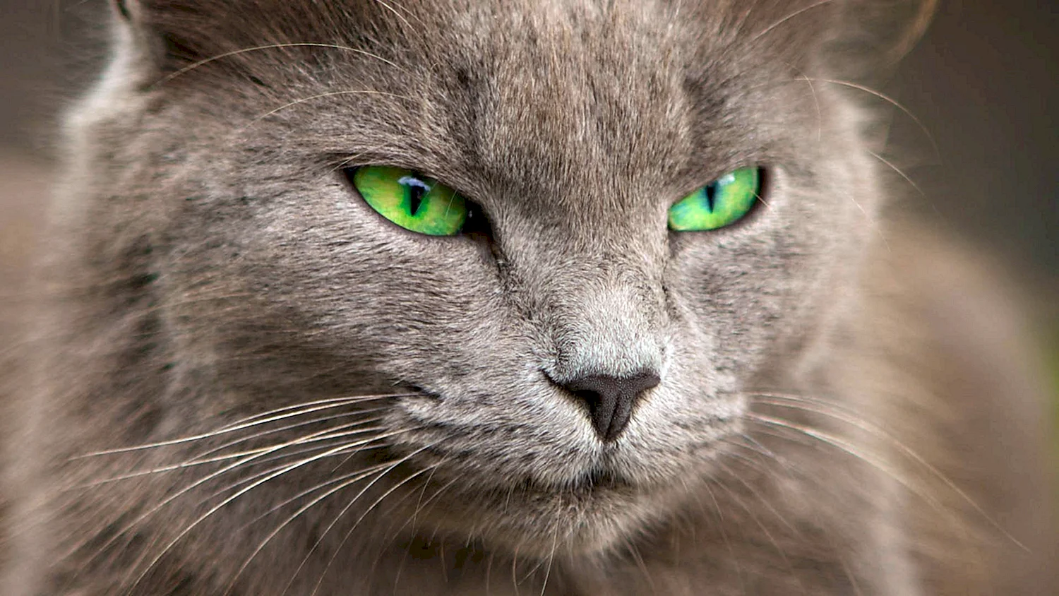 Британские зеленоглазые кошки серые
