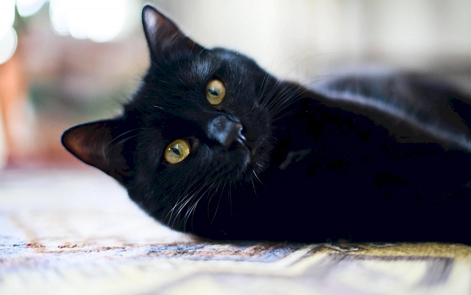 Британский черный кот с желтыми глазами