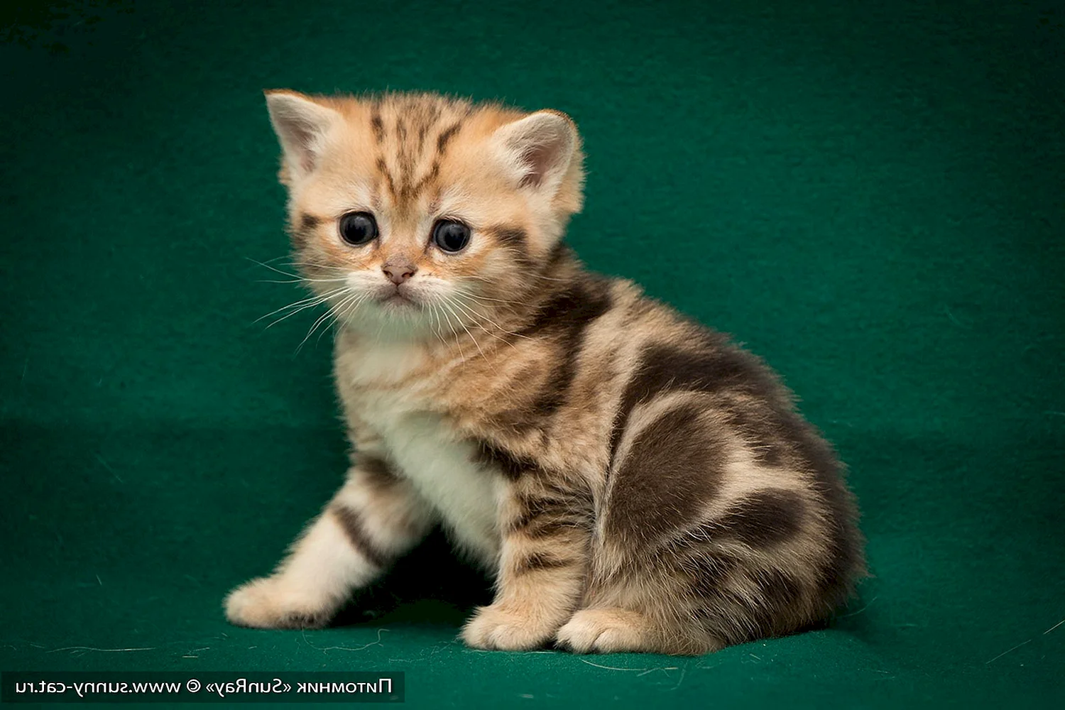 Британский короткошерстный кот мраморный