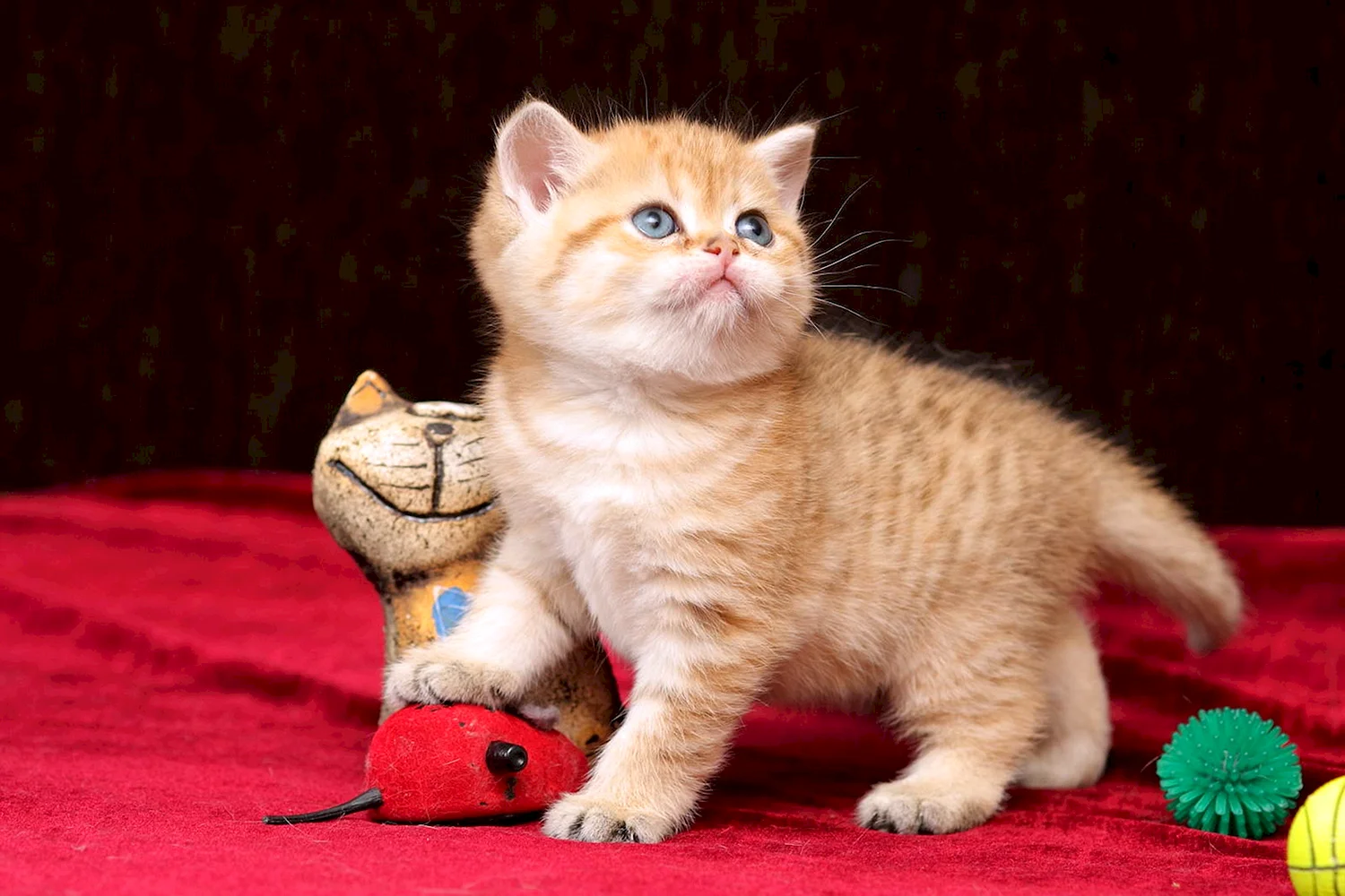 Британский короткошерстный кот рыжий