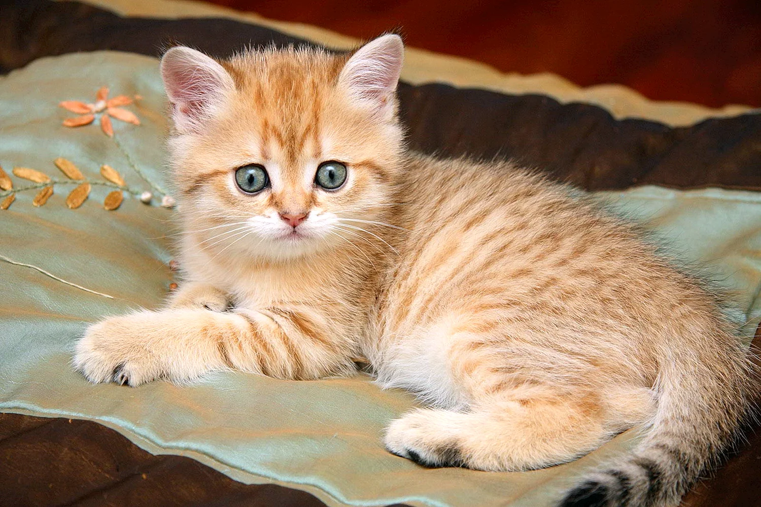 Британский короткошерстный кот рыжий