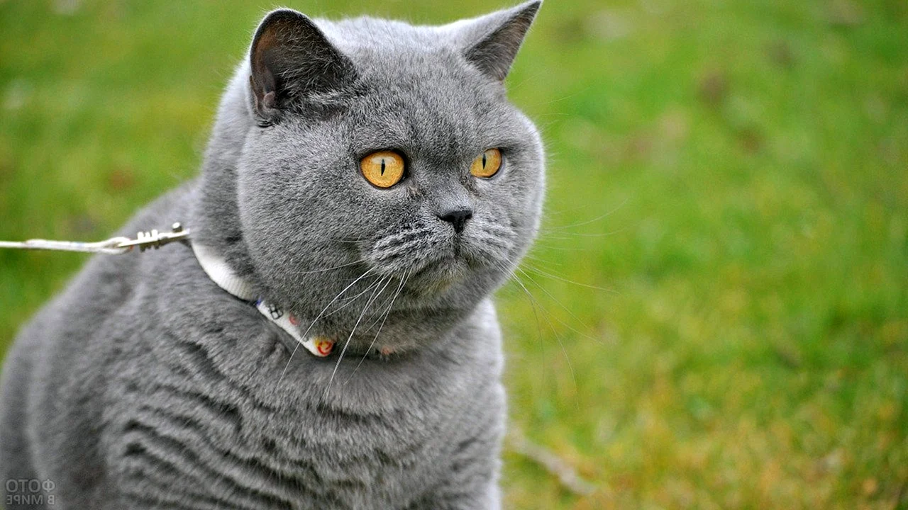 Британский короткошерстный кот серый