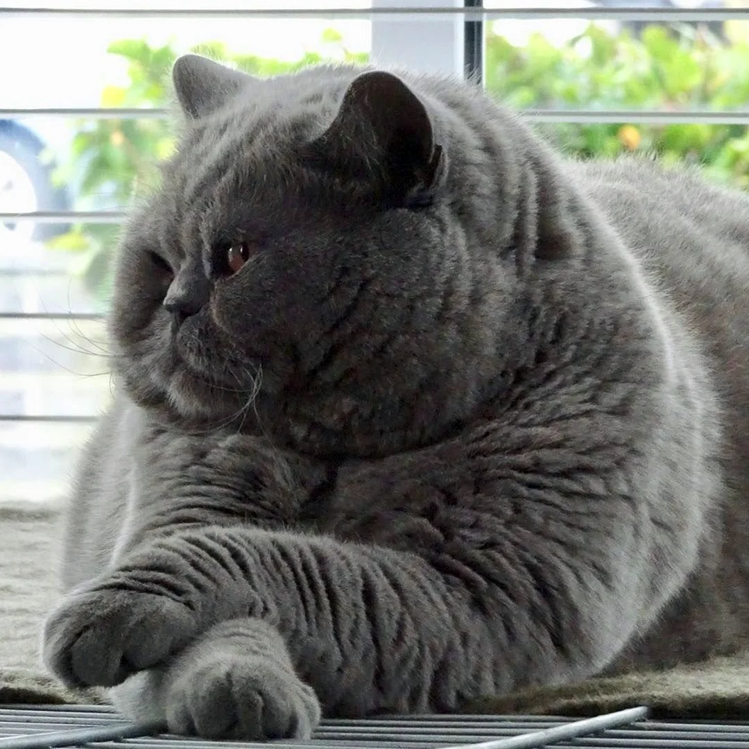 Британский короткошерстный кот толстый
