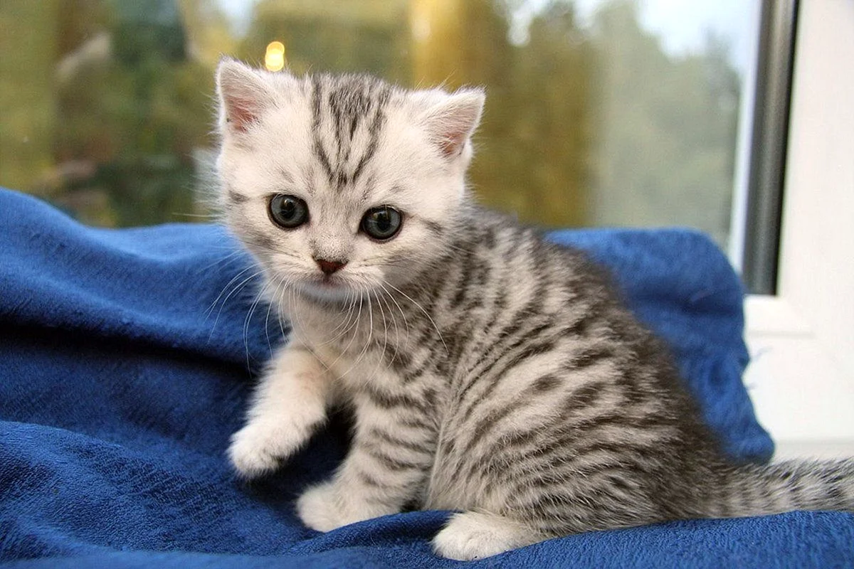 Британский короткошерстный котенок полосатый