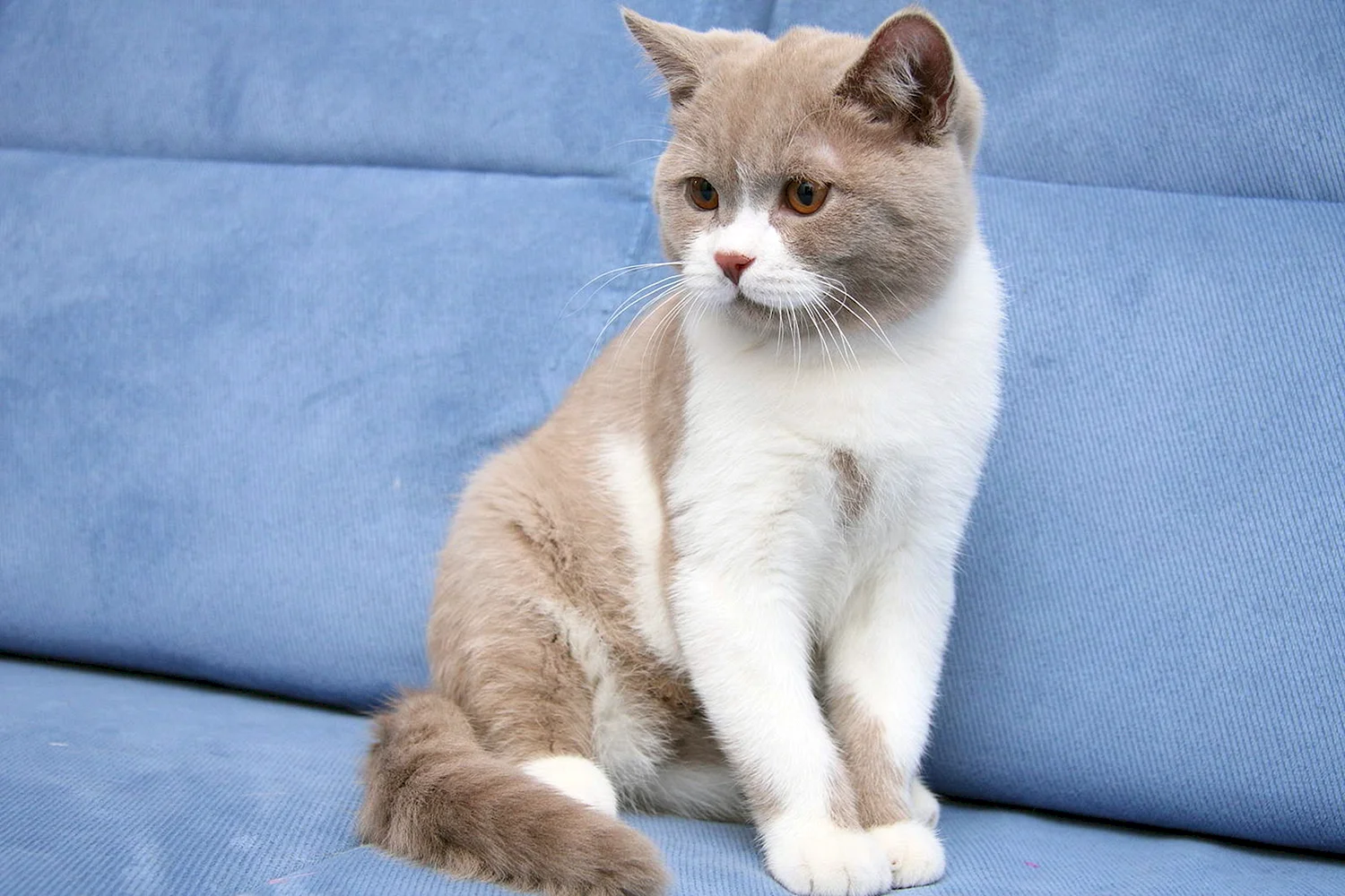 Британский кот биколорного окраса Браун
