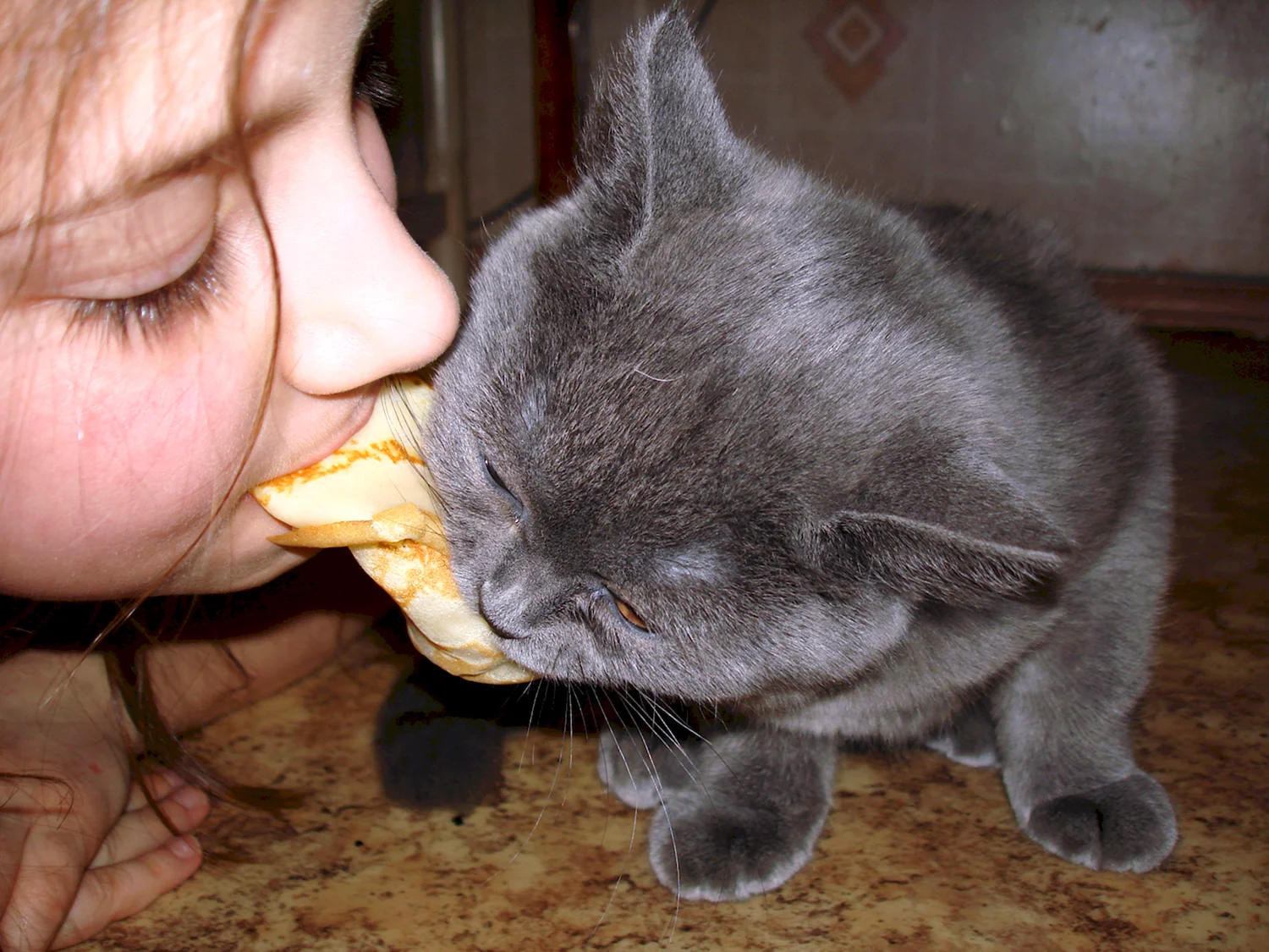 Британский кот ест блины