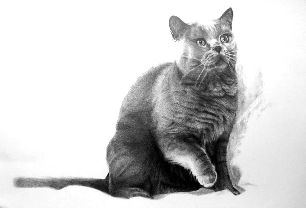 Британский кот карандашом
