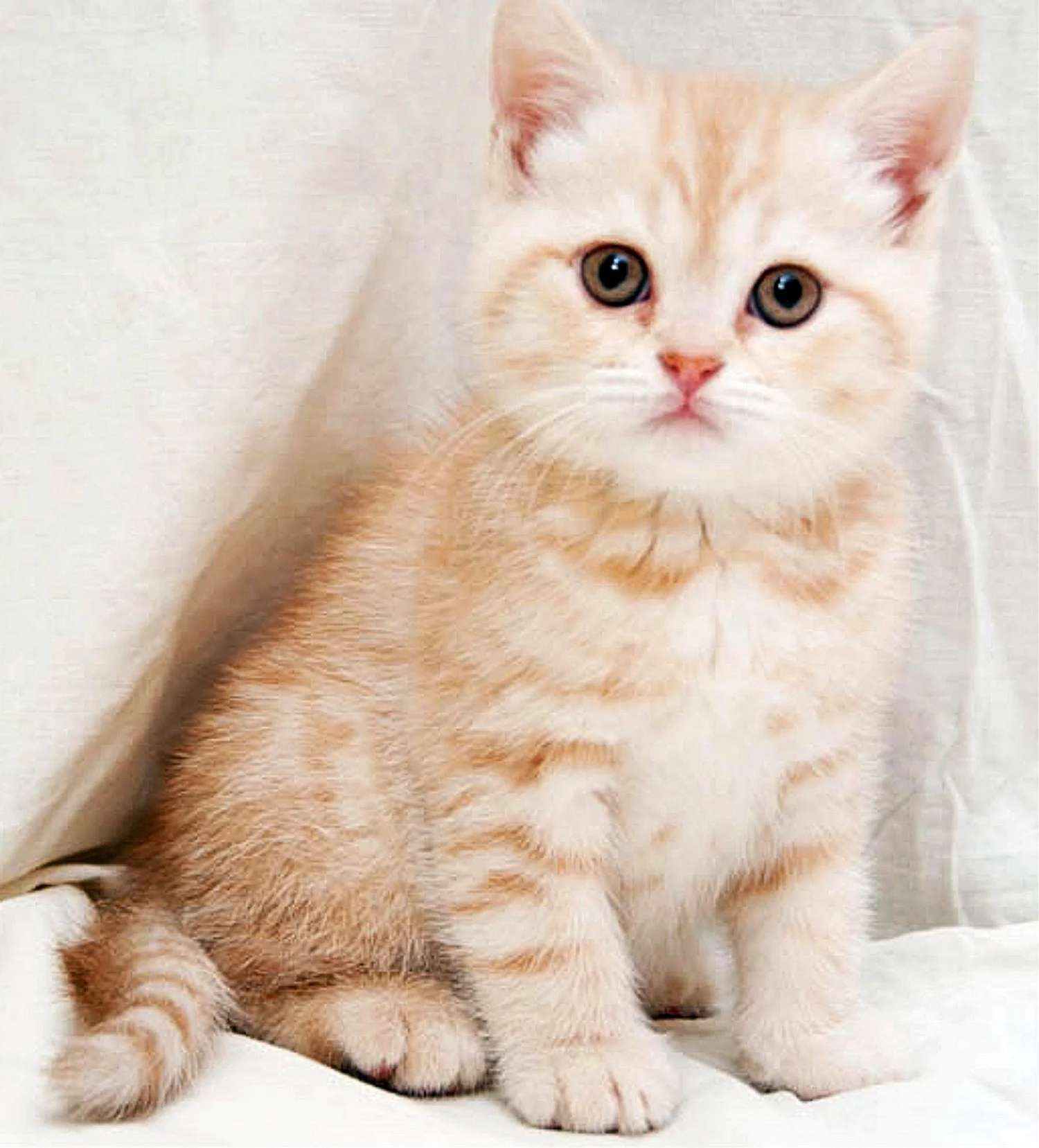 Британский кот персиковый