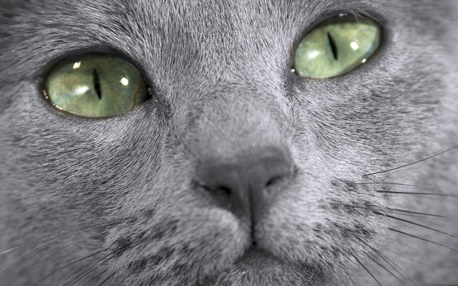 Британский кот с зелеными глазами