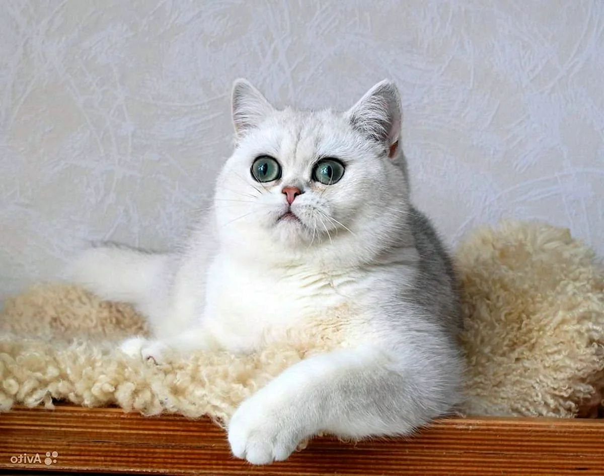 Британский кот серебристая шиншилла
