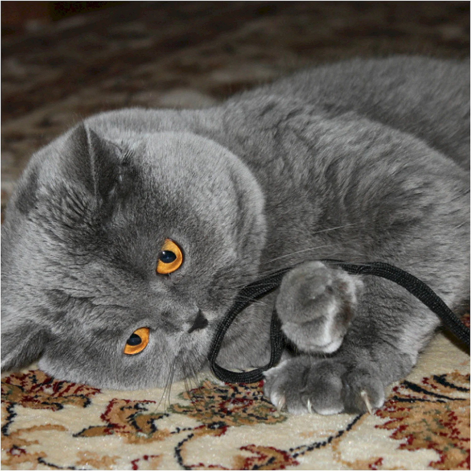 Британский кот вислоухий серый