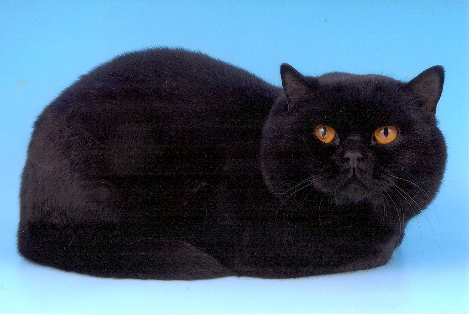 Британский прямоухий черный кот