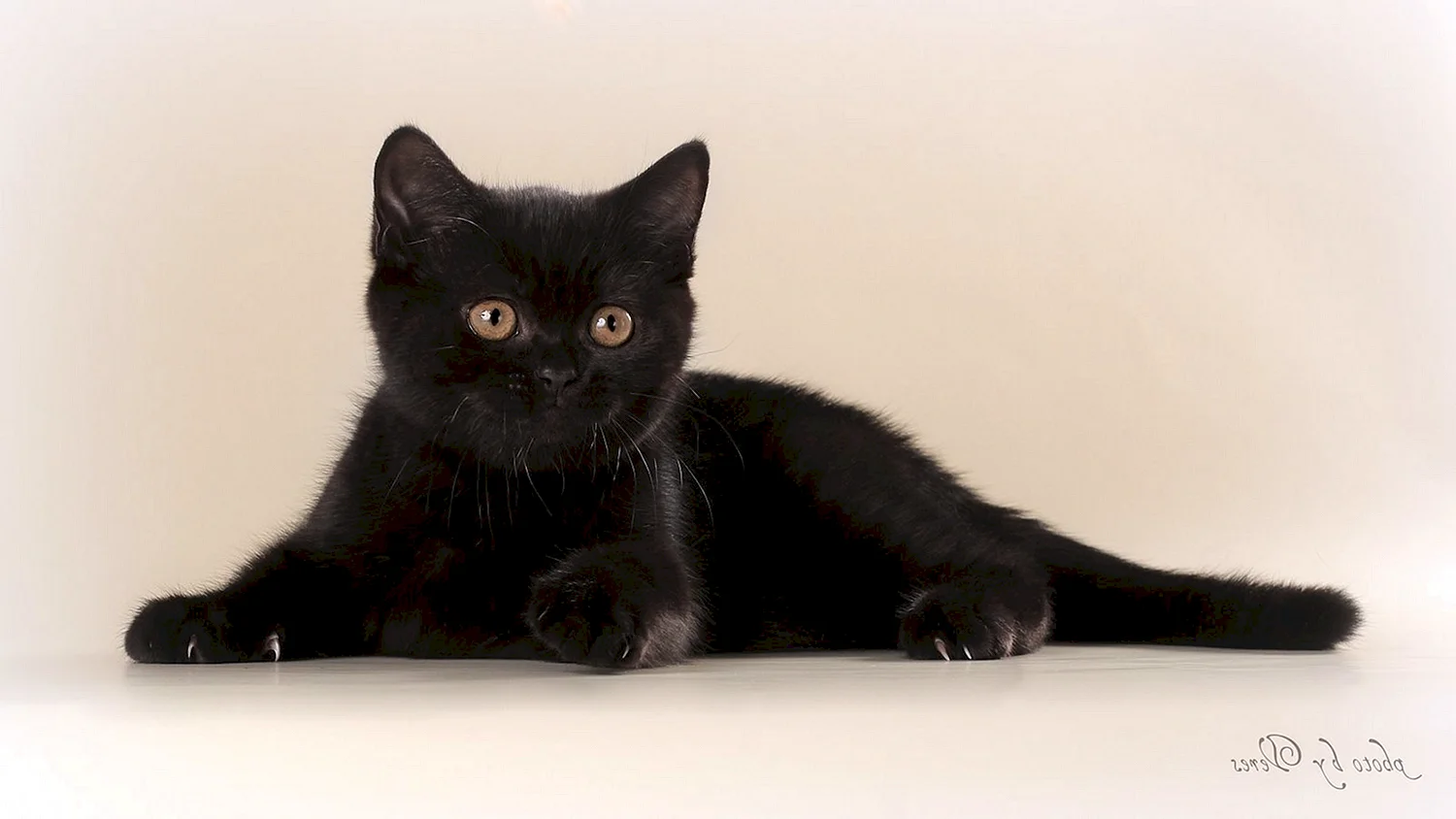 Британский прямоухий черный кот
