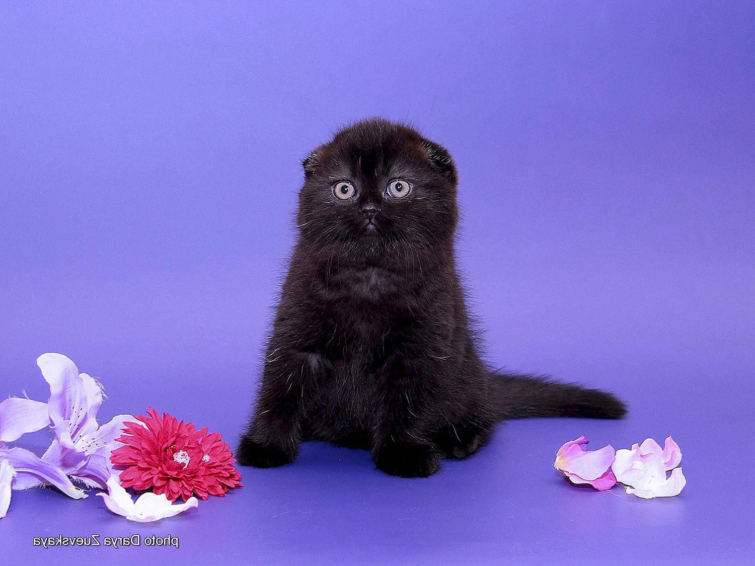 Британский вислоухий котенок черный