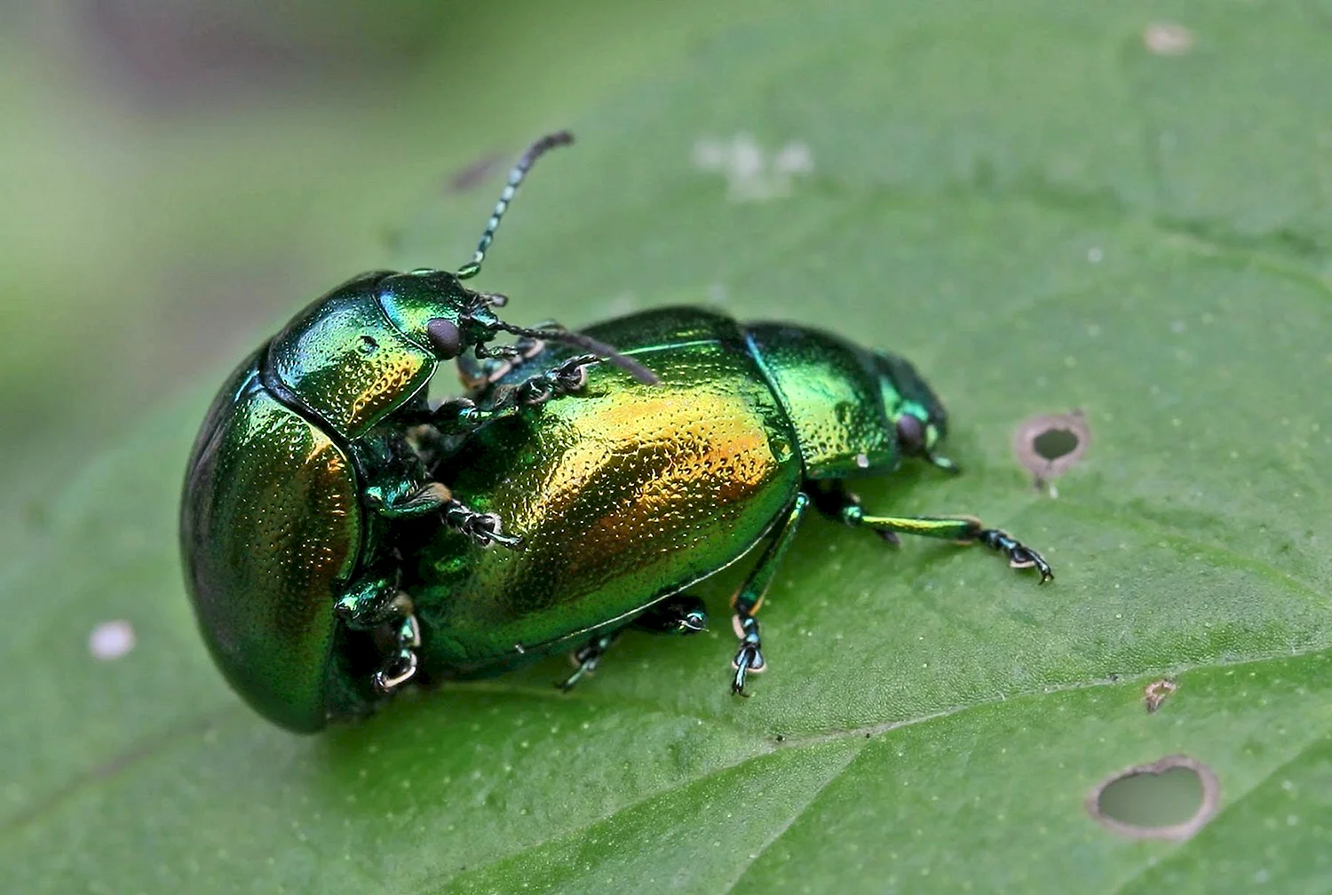 Маленький зеленый жук сидит на краю листа