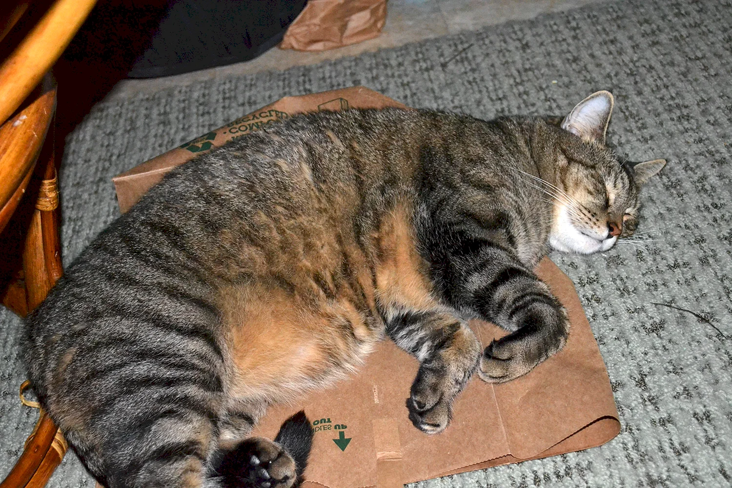Бронзовый толстый кот