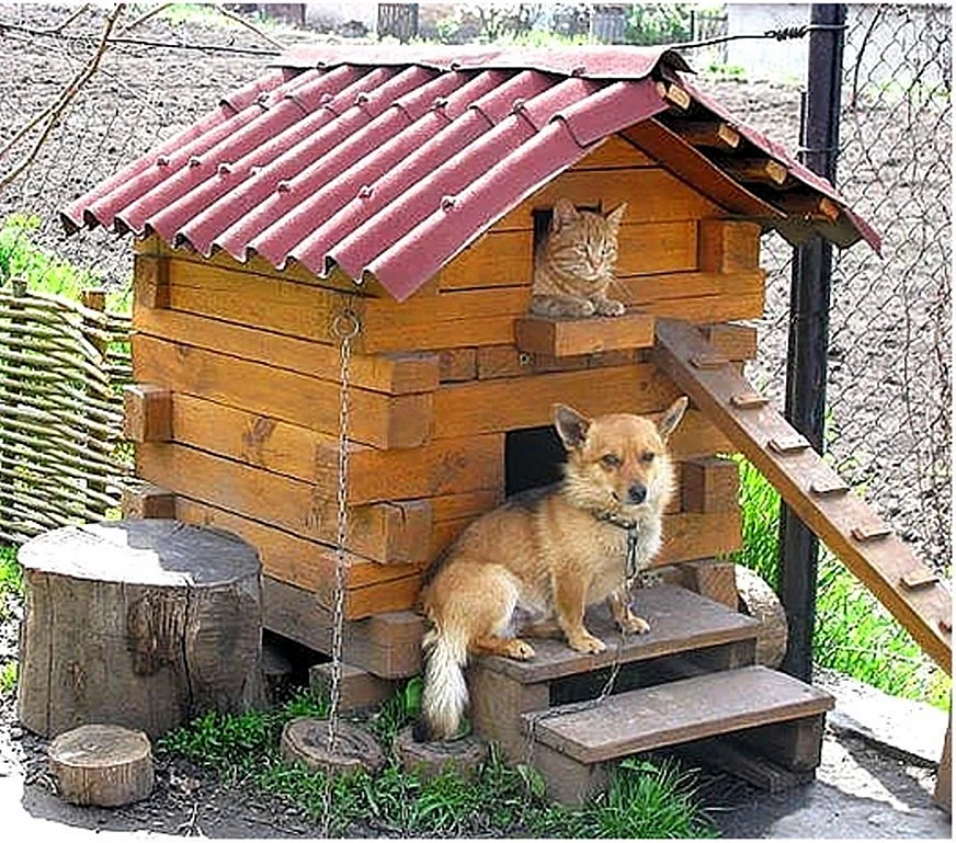 Будка для собаки и кошки