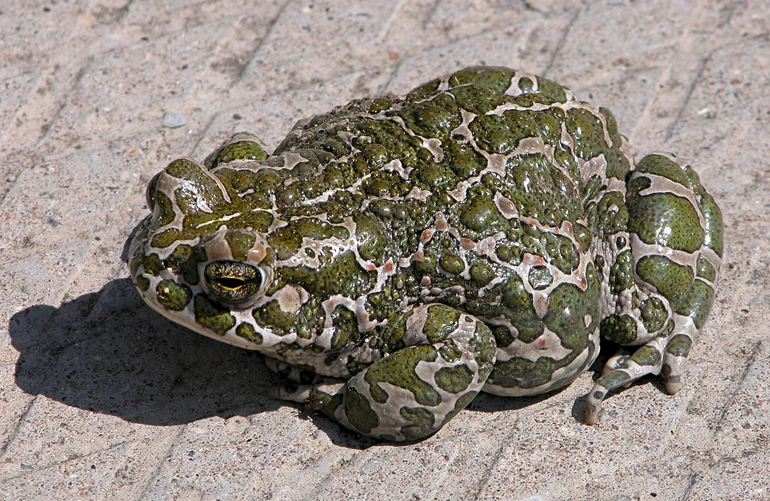 (Bufo viridis жаба