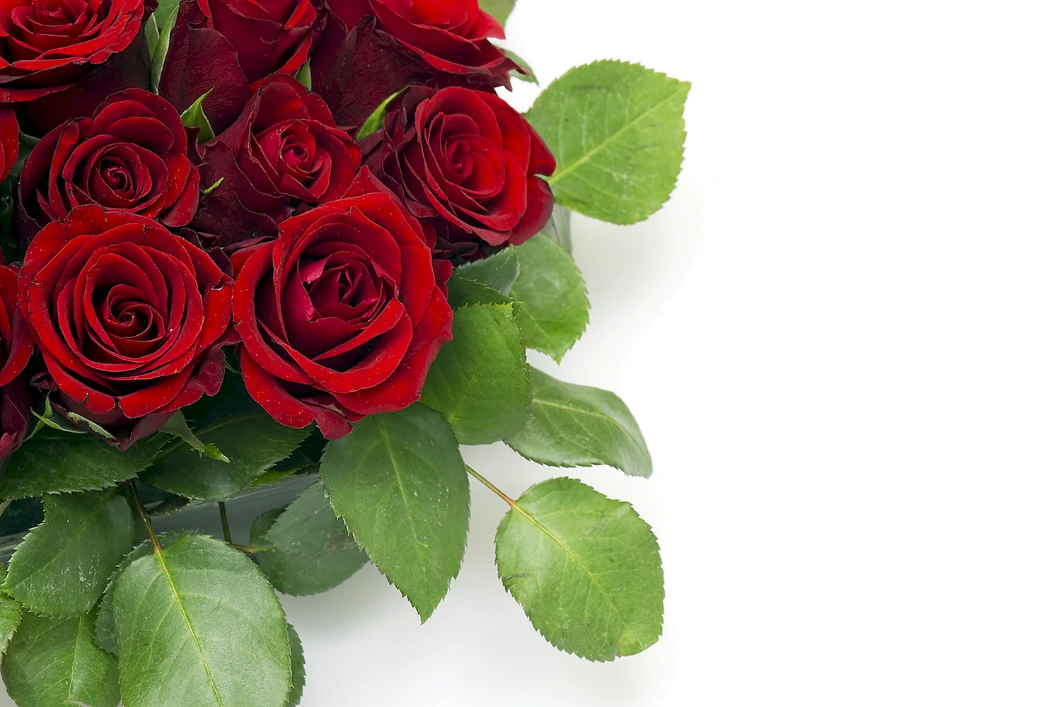 В чем преимущество композиций из красных роз?