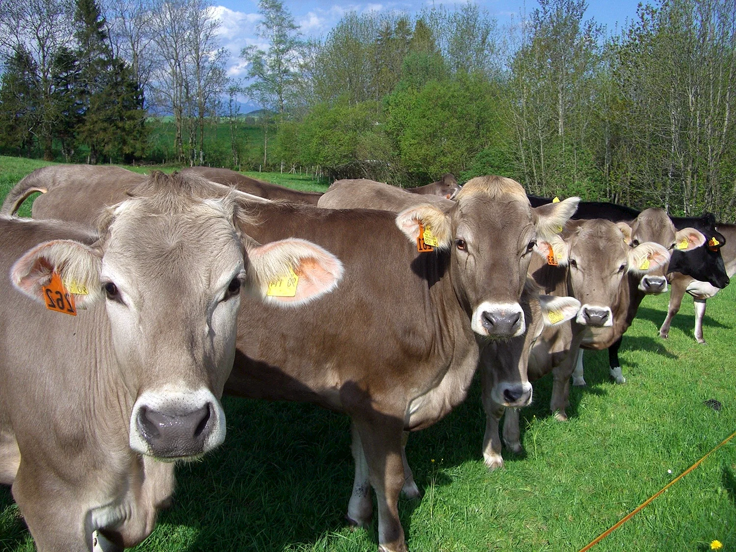 Бурая швицкая порода коров
