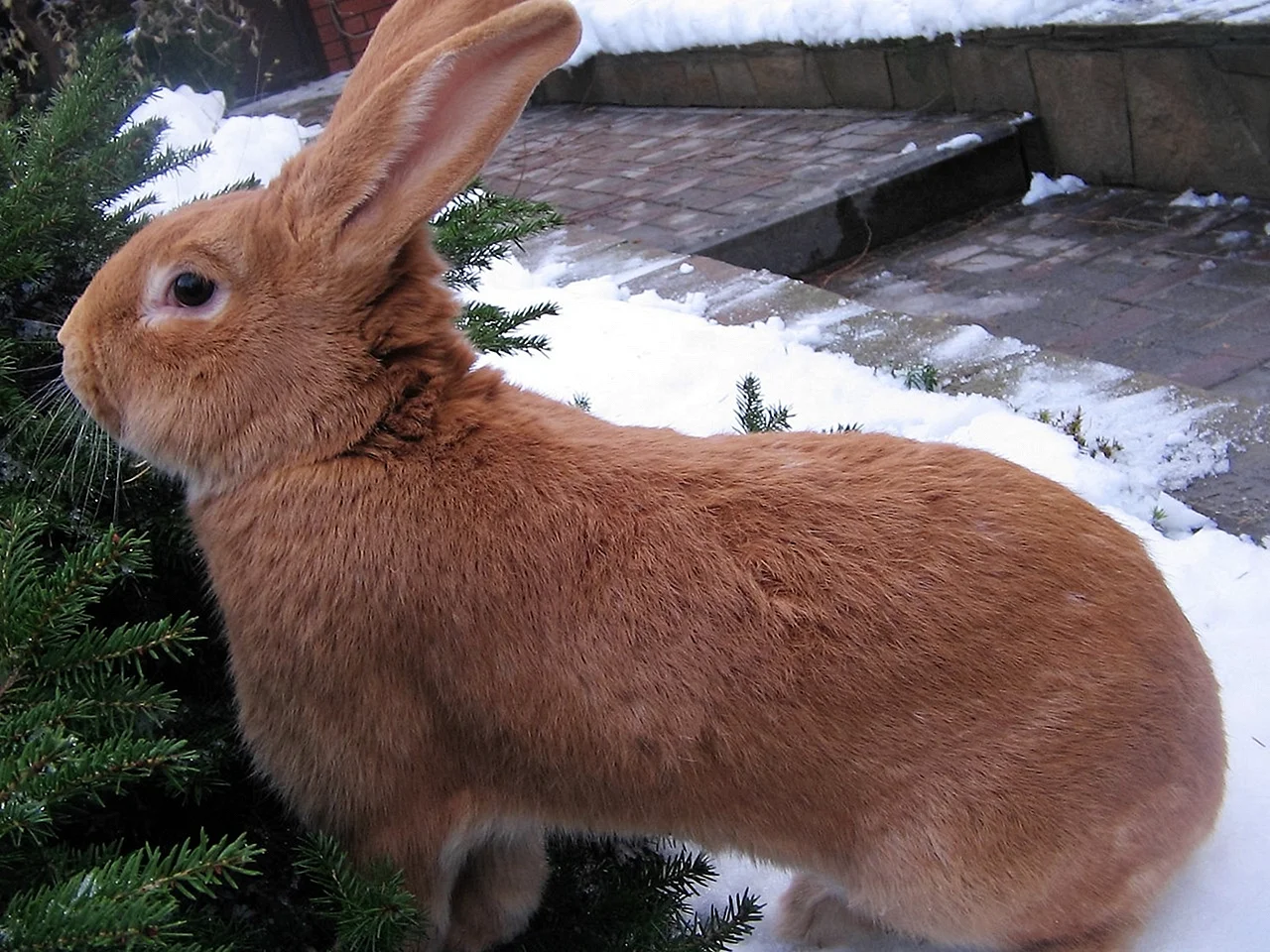 Бургундская порода кроликов