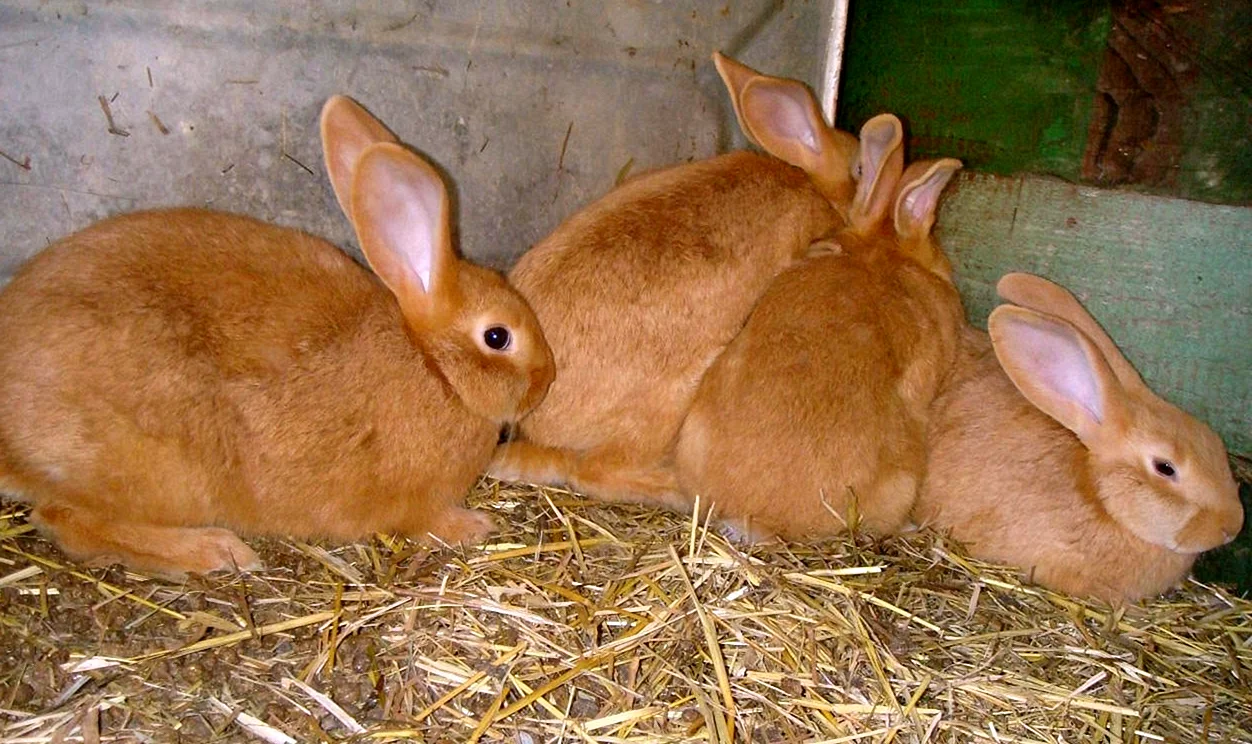 Бургундская порода кроликов