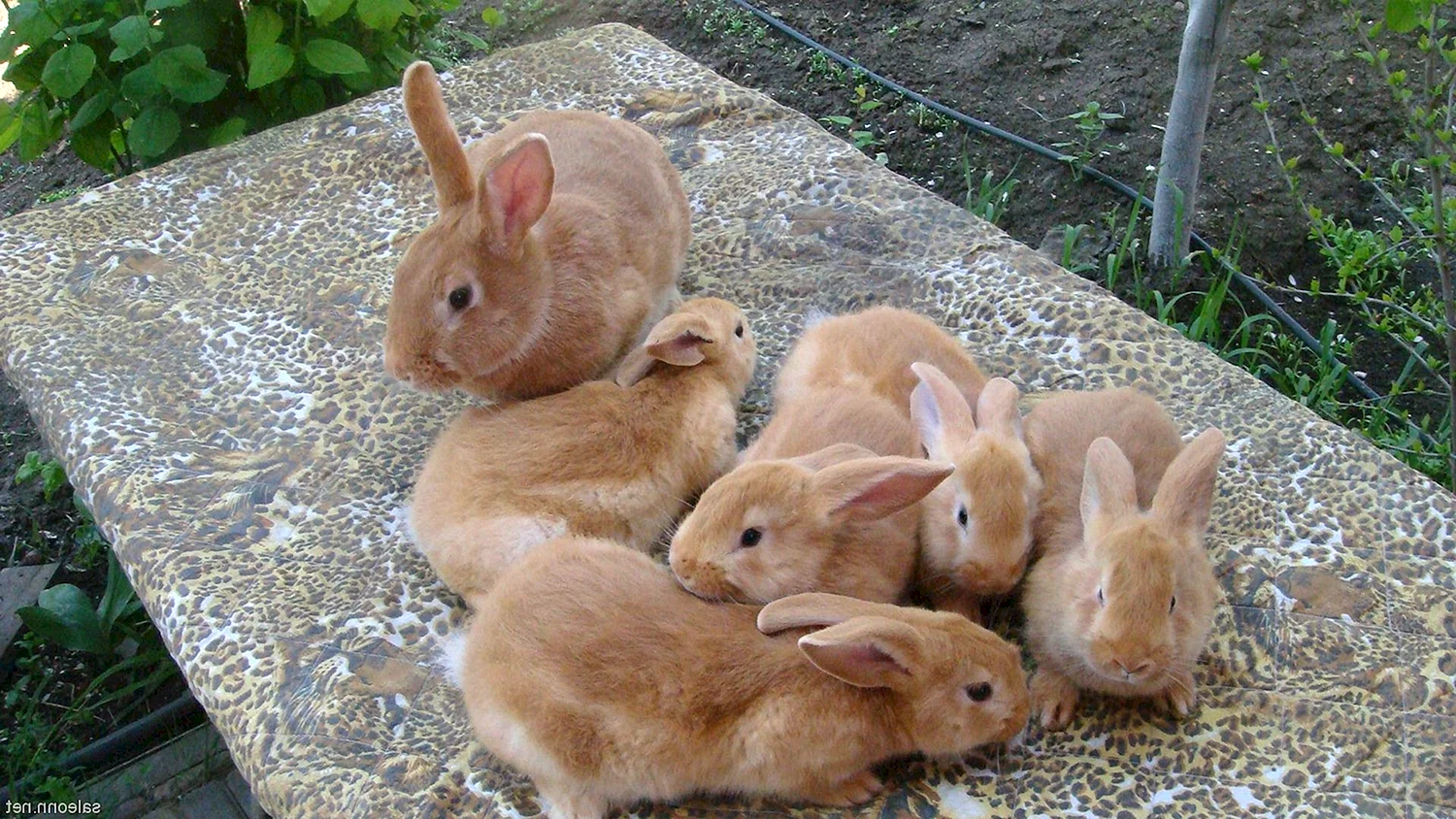 Бургундские кролики маленькие