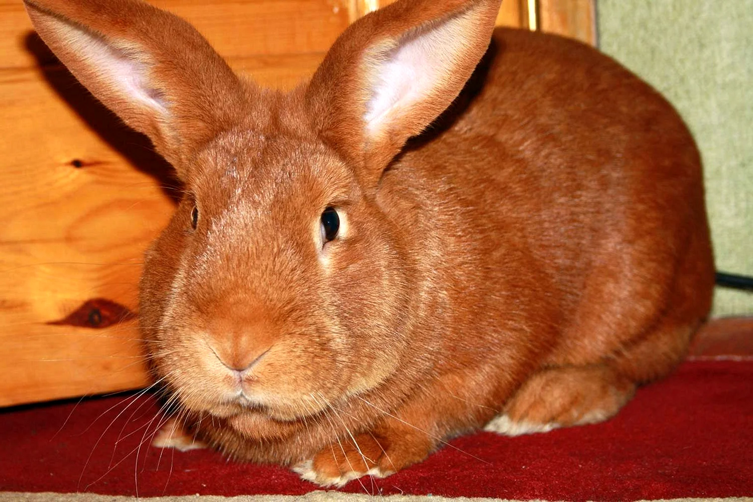 Бургундский кролик