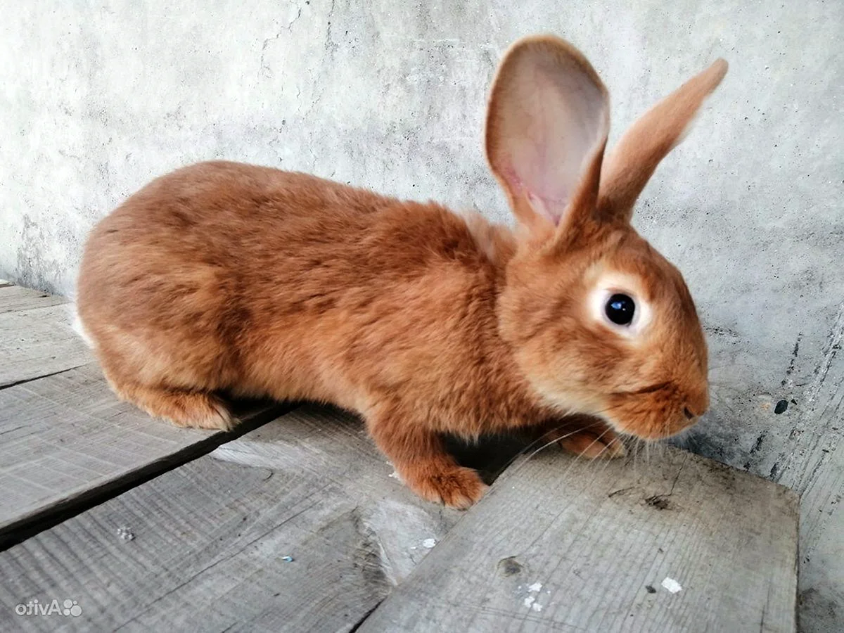Бургундский кролик