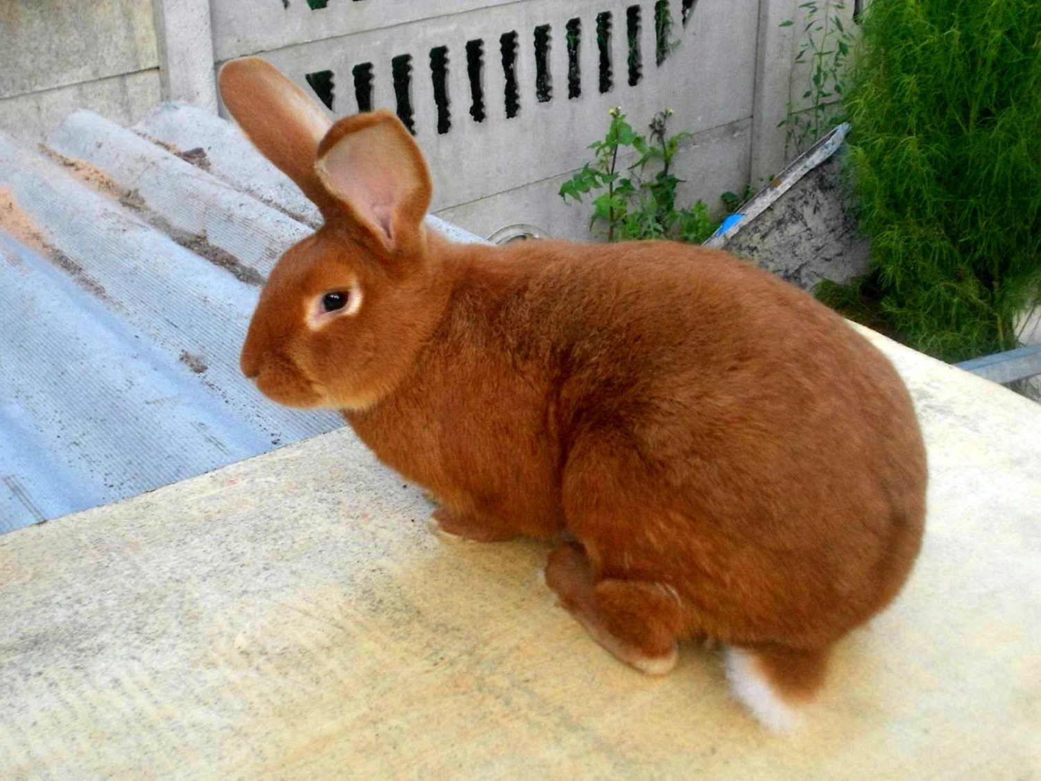 Бургундский кролик размер