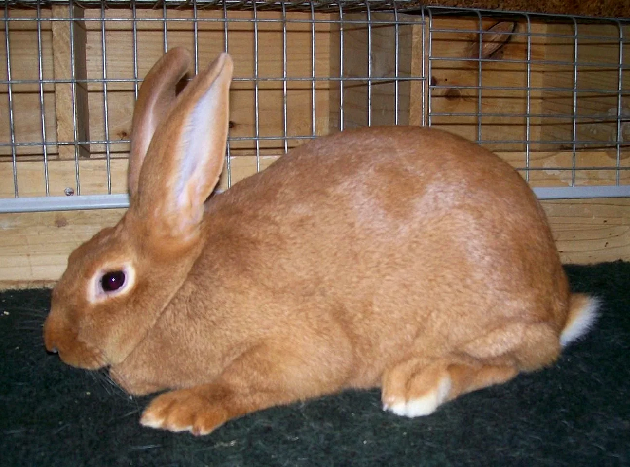 Бургундский рыжий кролик
