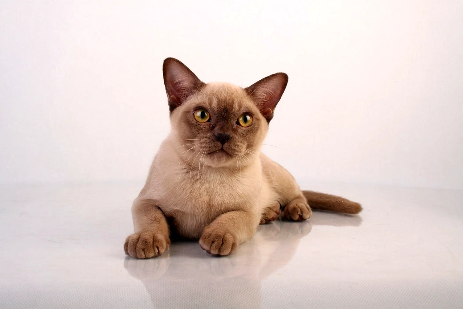 Бурманская короткошерстная кошка