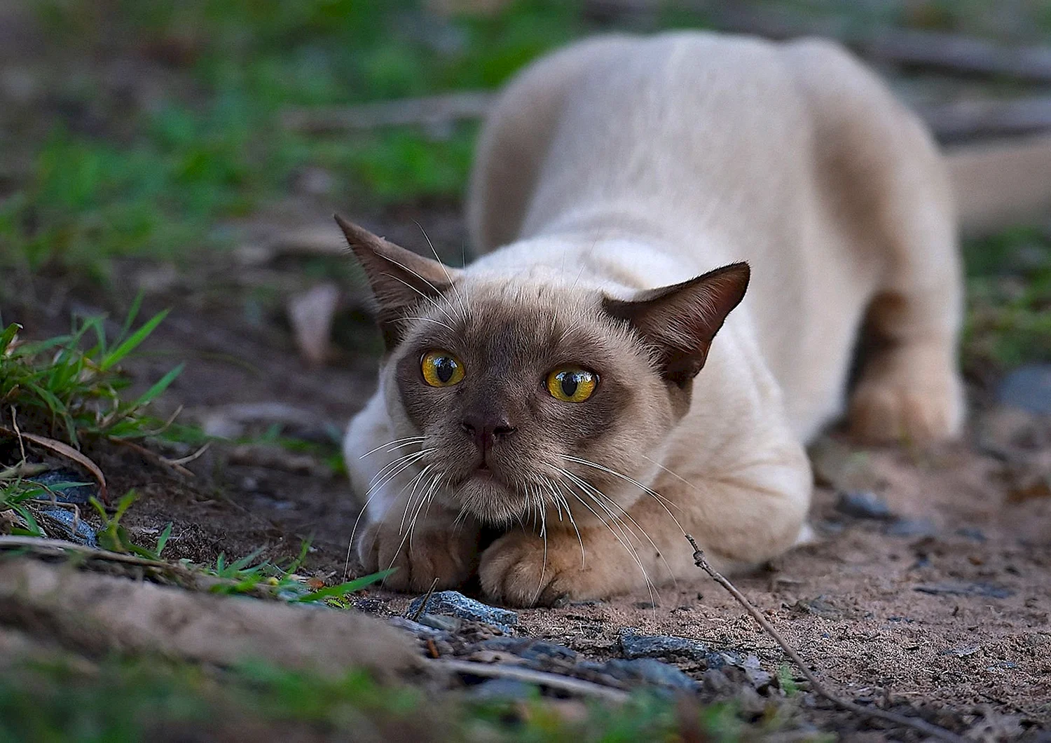 Бурманская кошка фото