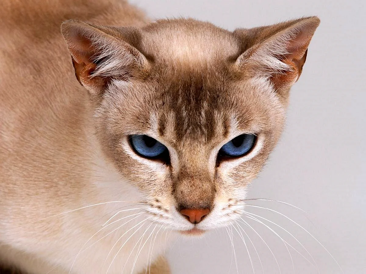Бурманская кошка с голубыми глазами