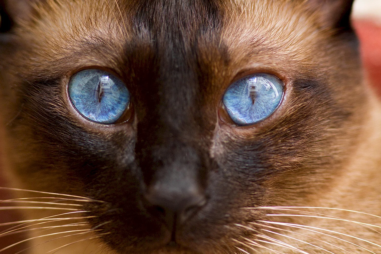 Крупно фото кошек. Сиамская черепаховая кошка. Охос азулес длинношерстный. Бурманская кошка цвет глаз. Кошачий глаз.