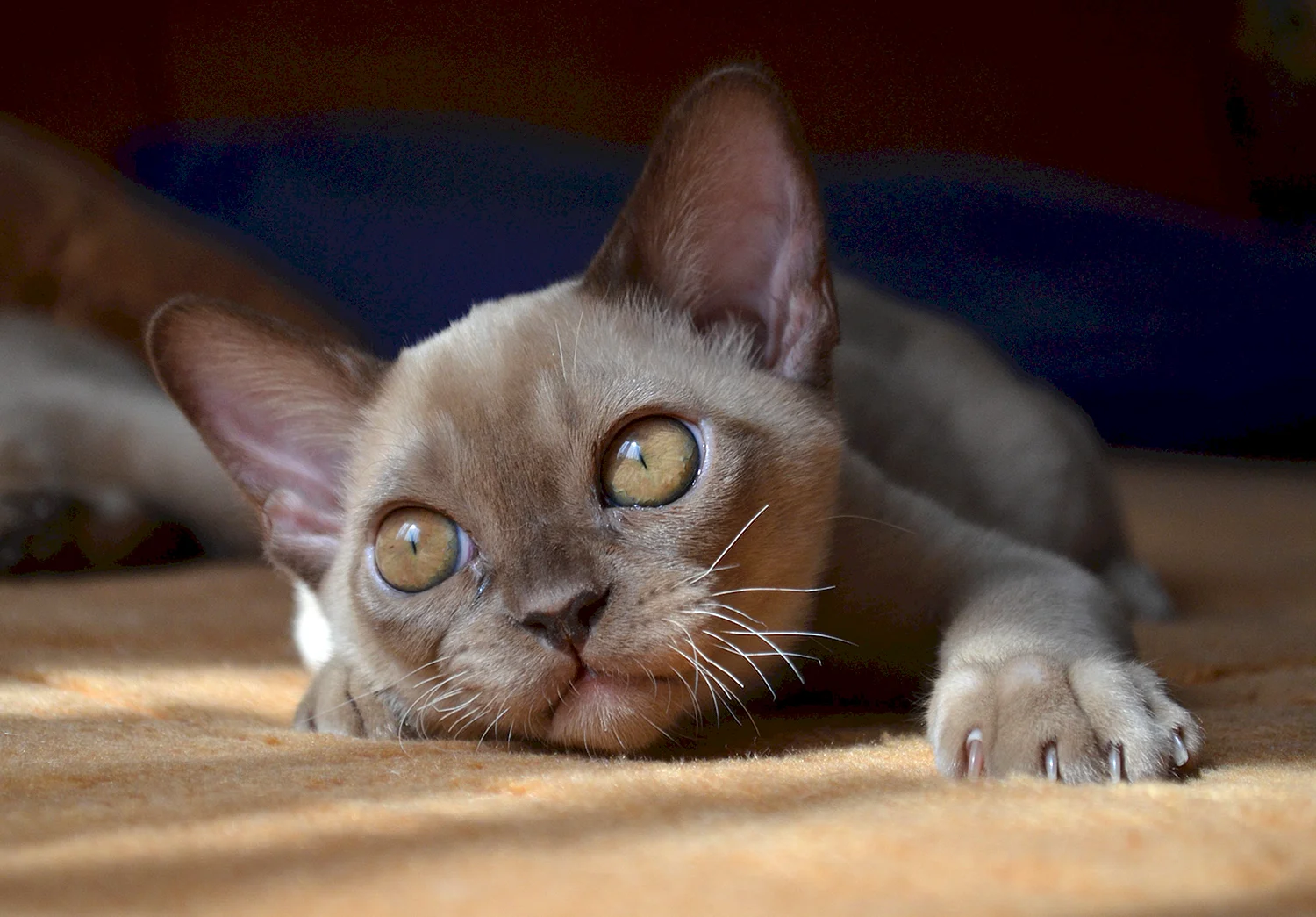 Бурманская кошка серая