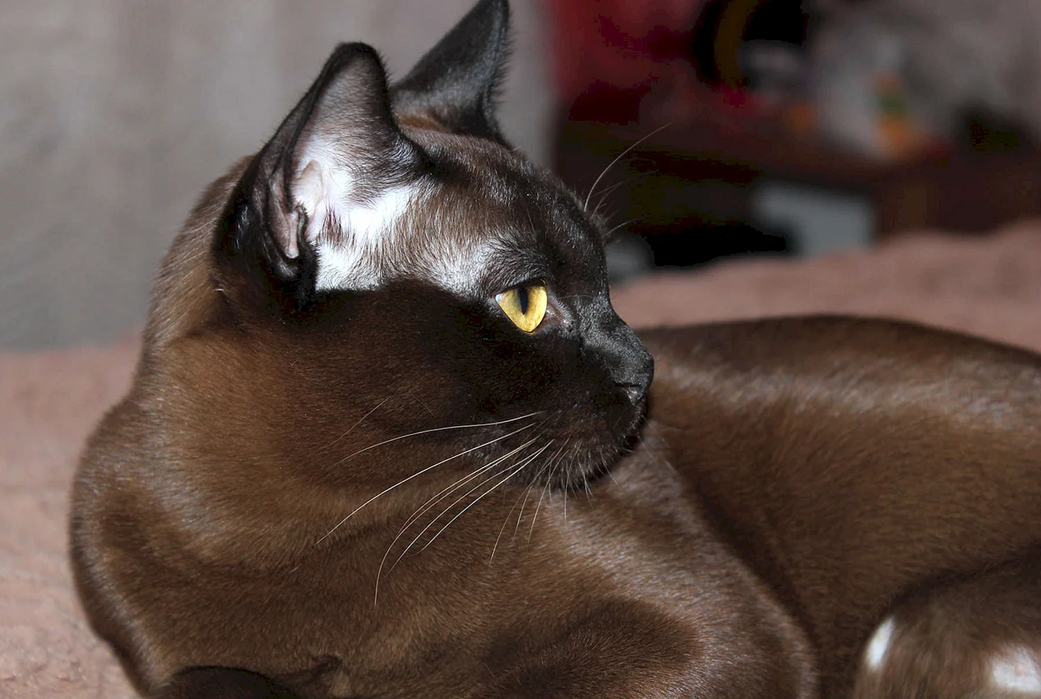 Бурманская кошка шоколадного Соболь