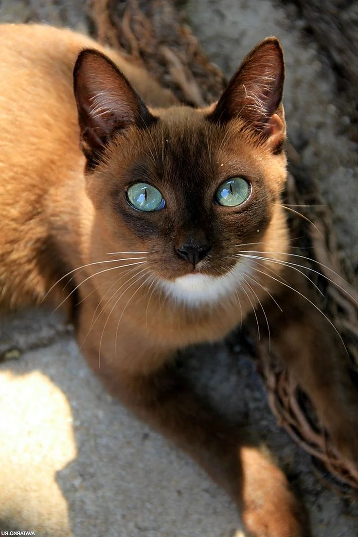 Бурманская Сиамская кошка