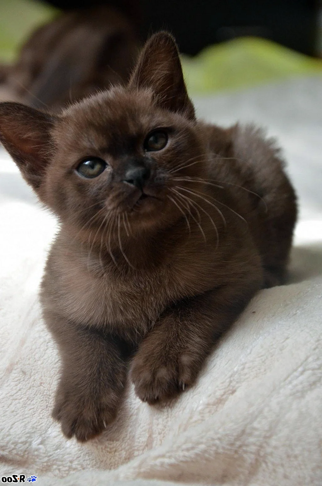 Бурманский кот коричневый