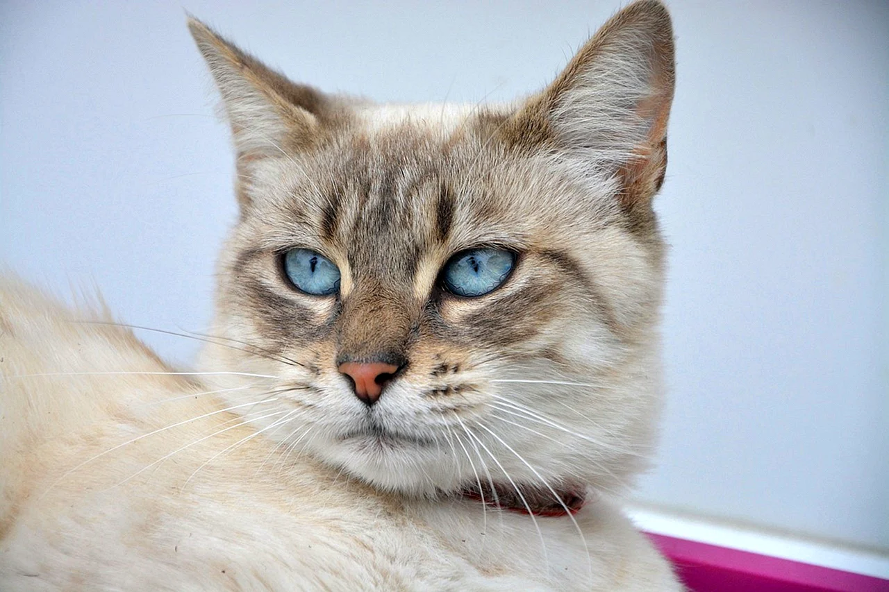 Бурмилла кошка с голубыми глазами