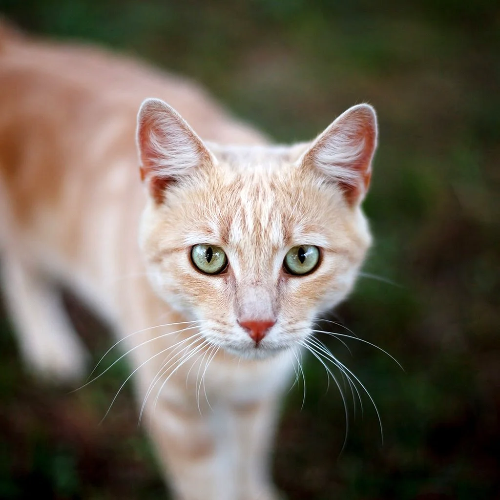 Бурмилла рыжая котята